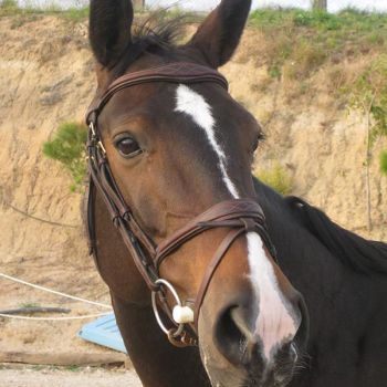 la moraleja hipica de actividades